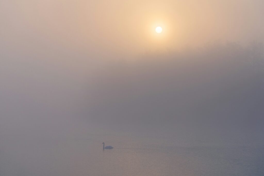 Still water and low mist at dawn, in soft pale light